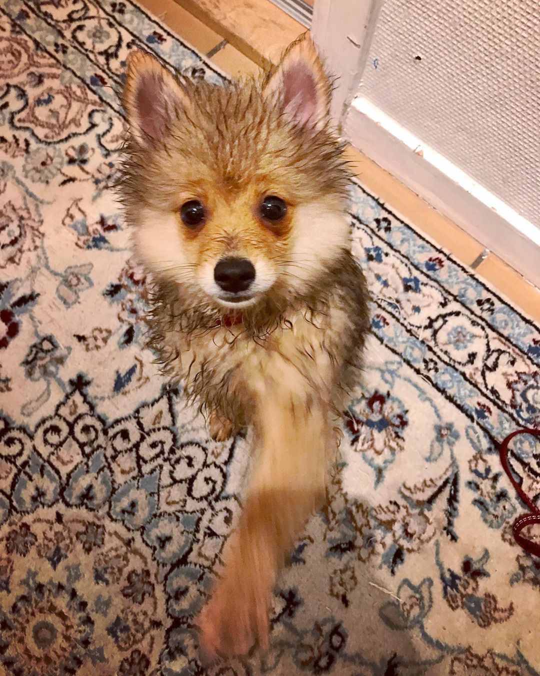 A wet Pomeranian standing up while giving its one paw