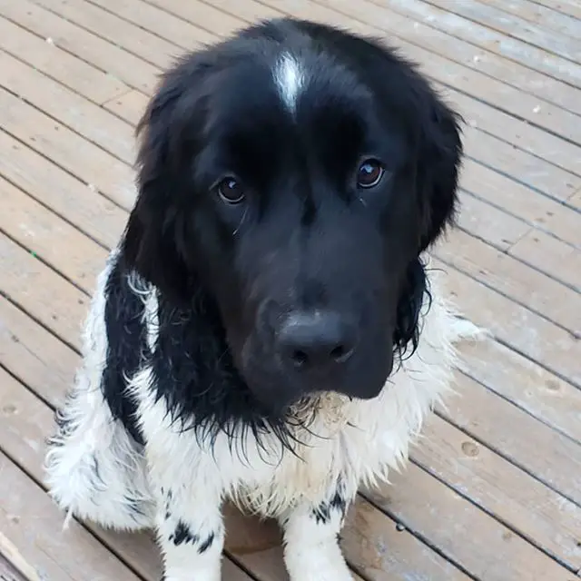 A Newfoundland sitting on the wooden floor with its sad face