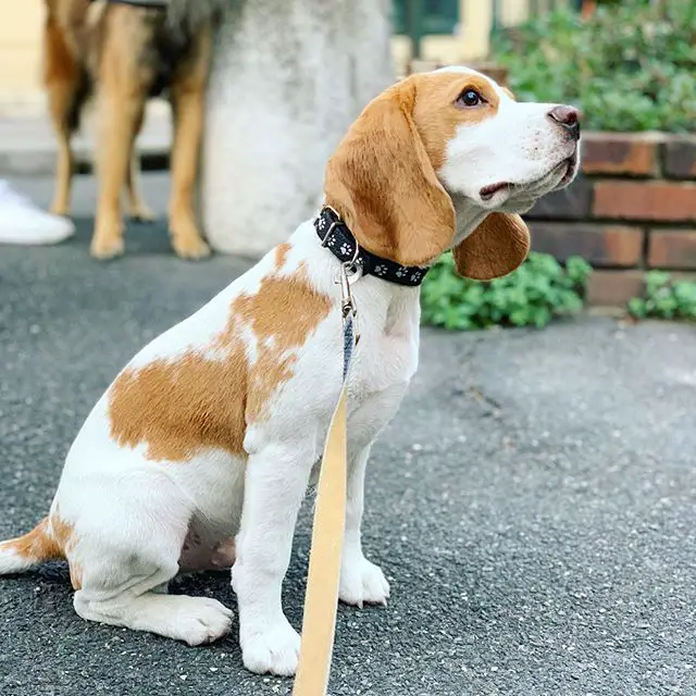 Beagle sitting on the concrete ground while looking up with its curious face