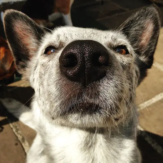 close up nose of an Australian Cattle Dog sitting on the pavement under the sun