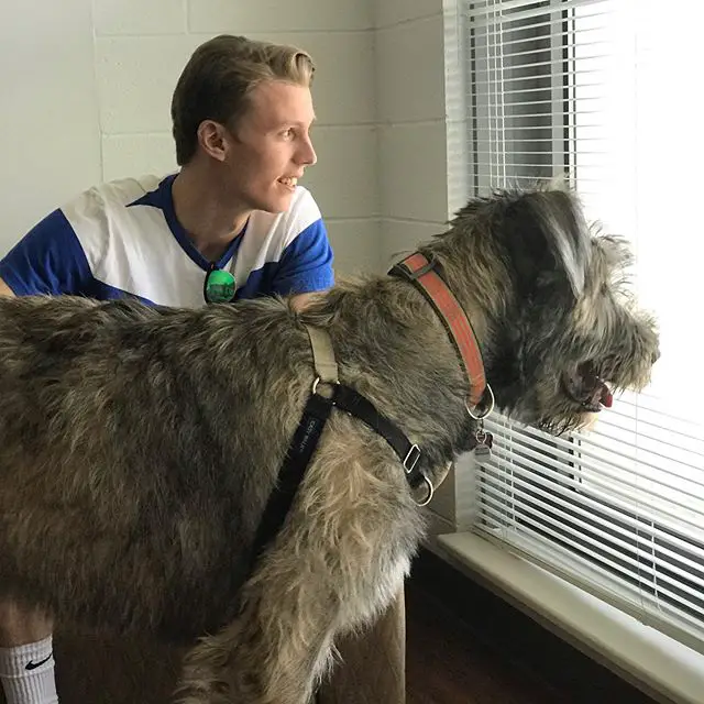 An Irish Wolfhound standing in front of the window while looking outside with a man sitting beside him