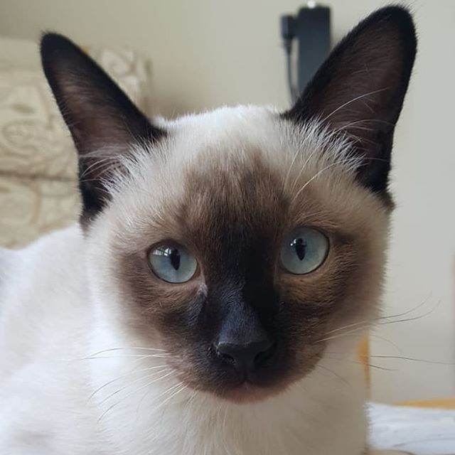 close up face of a Siamese Cat