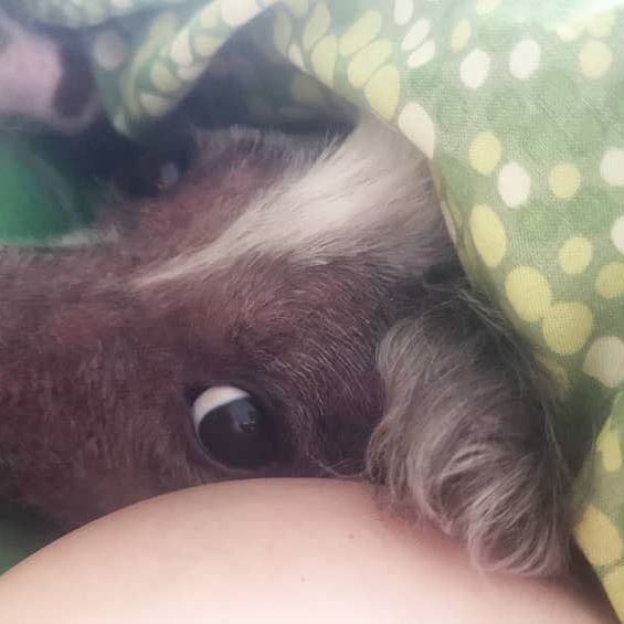 A Chinese Crested Dog snuggled up in bed under the blanket