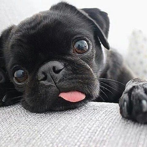 black pug puppy's face on the couch with its tongue sticking out