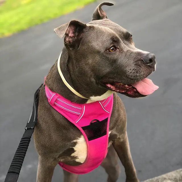 A Pit Bull standing in the street