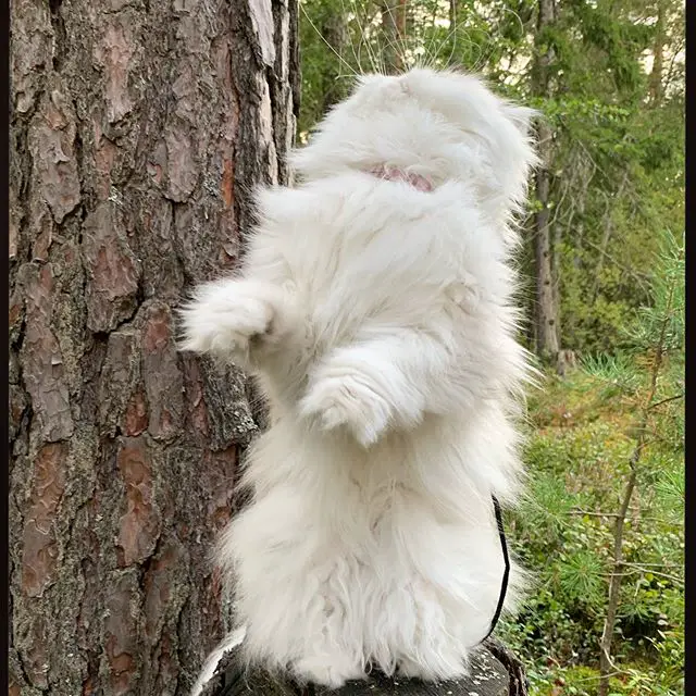 A white Persian Cat standing up under the tree