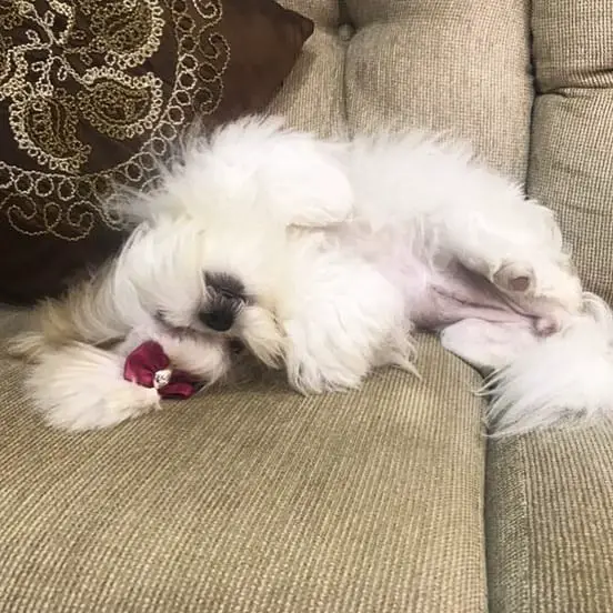 Cutest Shih Tzu sleeping upside down on the sofa
