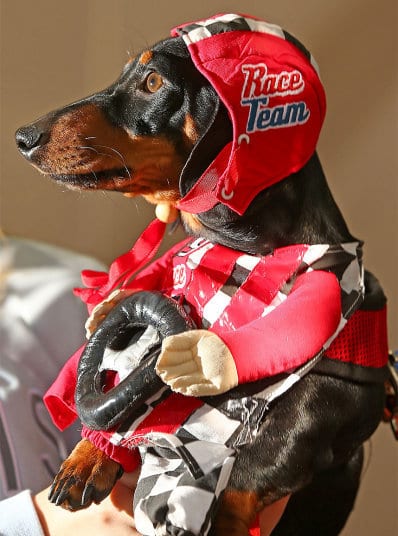A Dachshund wearing a race costume while being held by a person
