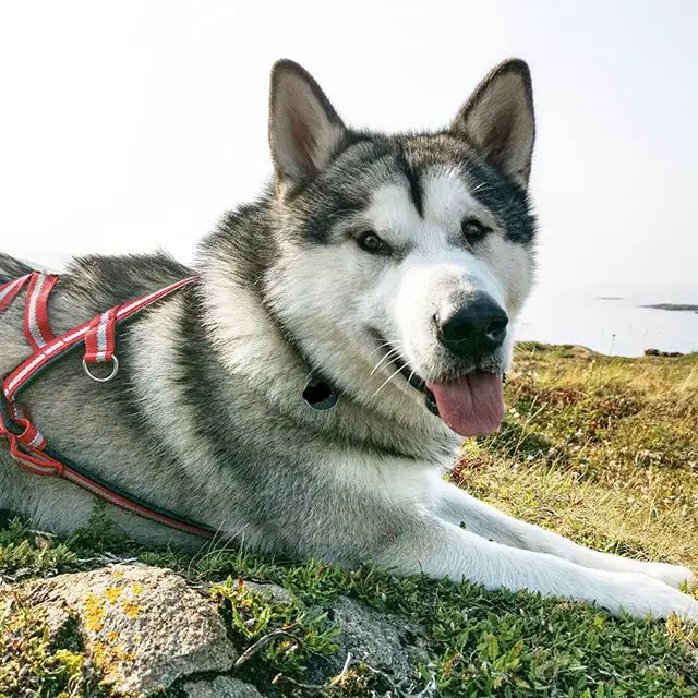 A Alaskan Malamute lying on the grass by the ocean