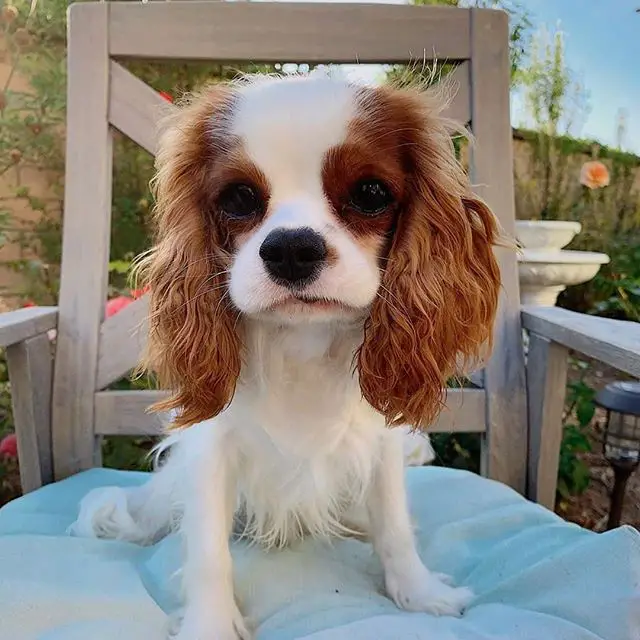 Cavalier King Charles Spaniel sitting on a wooden chair in the garden