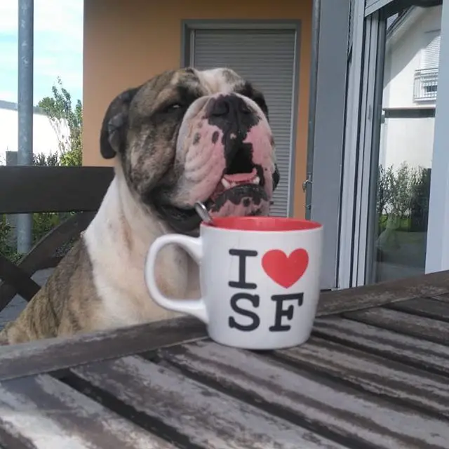 English Bulldog sitting across the chair in the table with a cup of coffee
