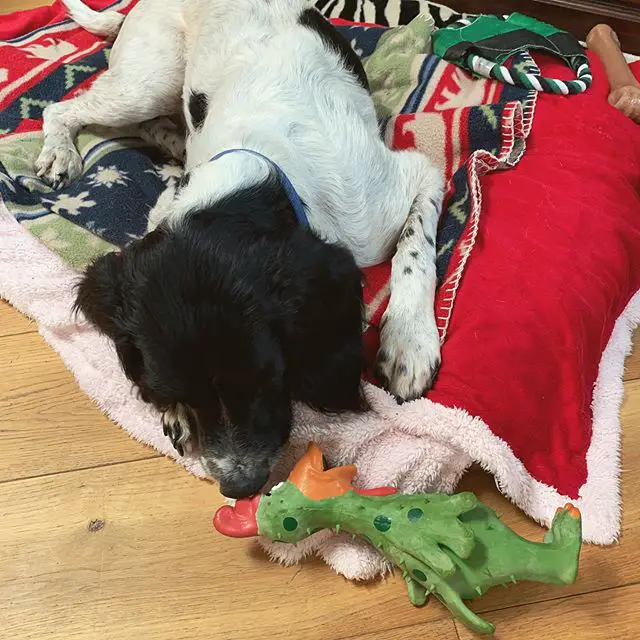 An English Springer Spaniel lying on its bed while playing with its toy