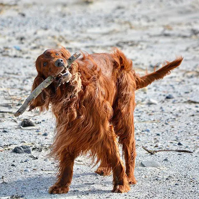 An Irish Setter at the beach with a stick in its mouth