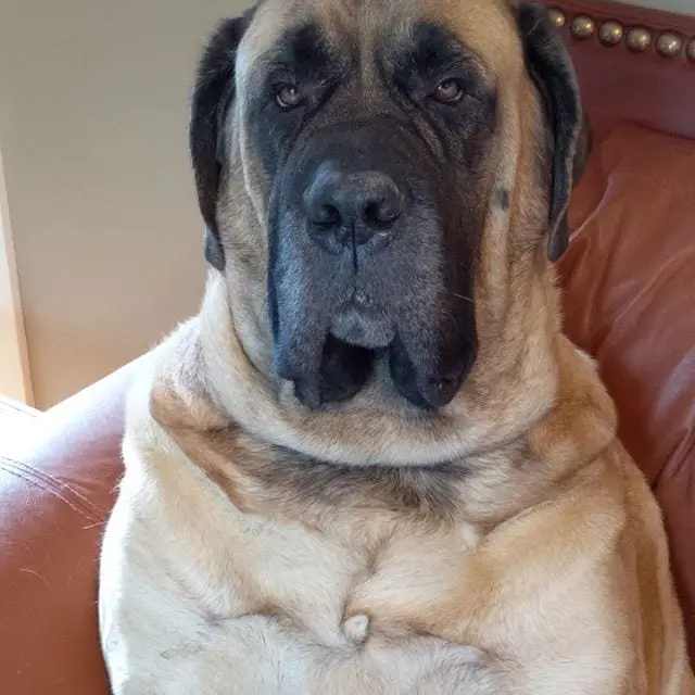 adult English Mastiff sitting on the couch