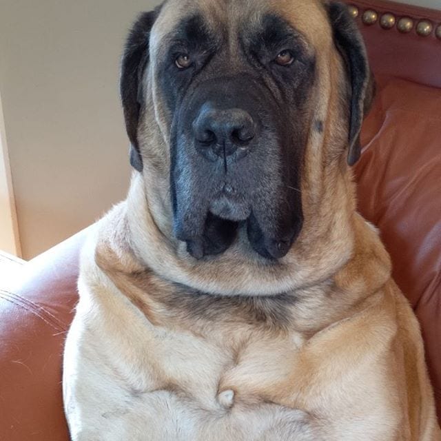 adult English Mastiff sitting on the couch