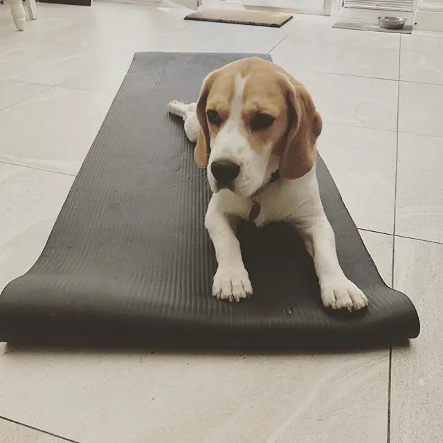 Beagle lying on the floor on top of a rubber rug