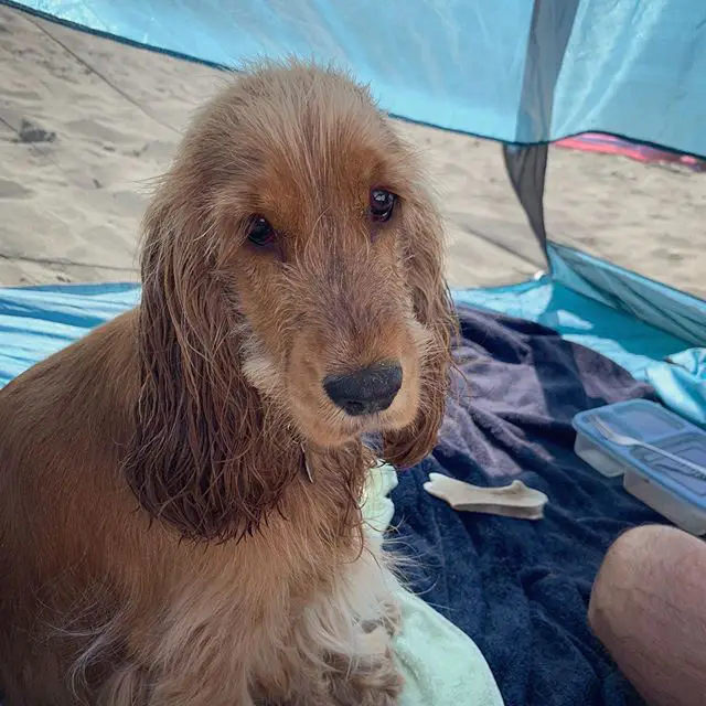 Cocker Spaniel siting inside the tent at the beach with its sad face
