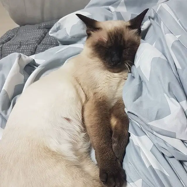 Siamese Cat sleeping soundly in its bed