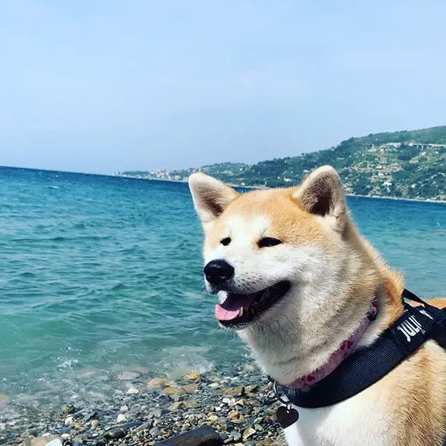 An Akita standing by the seashore at the beach while smiling under the sun