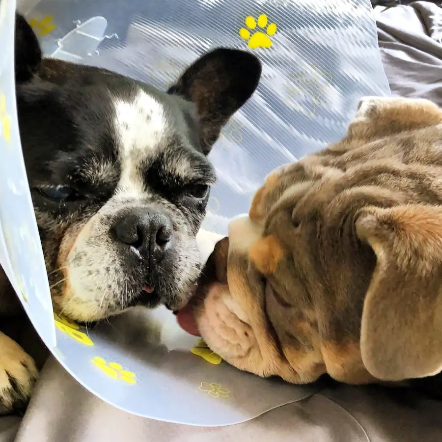 English Bulldog licking the face of a Boston Terrier wearing a cone