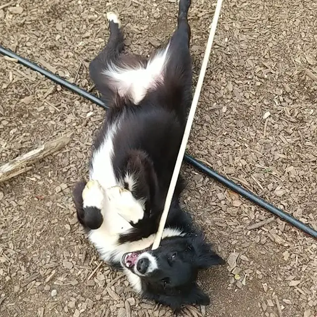Border collie lying on its back on the ground while chewing a stick