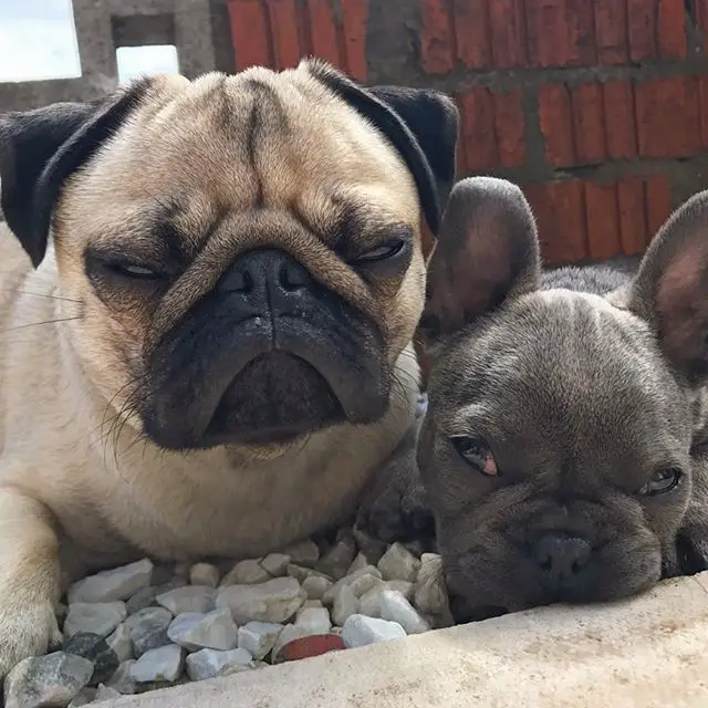 pug lying on a pebbles with a french bulldog puppy