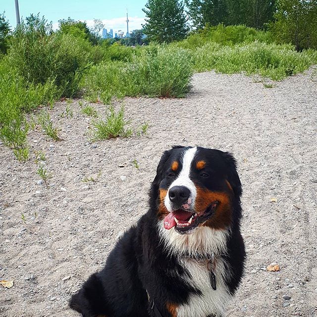 Bernese Mountain Dog sitting on the sand with its tongue sticking out