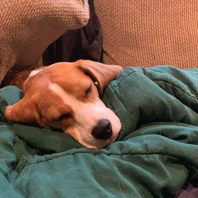 Beagle snuggled with a jacket on the couch while sleeping