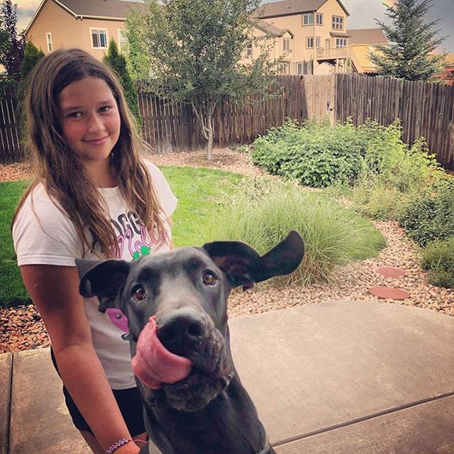 A Great Dane licking its mouth with a young girl standing behind him