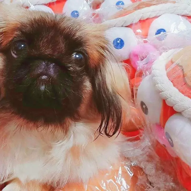 A Pekingese sitting among the wrapped stuffed toy