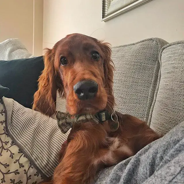 An Irish Setter lying on the couch