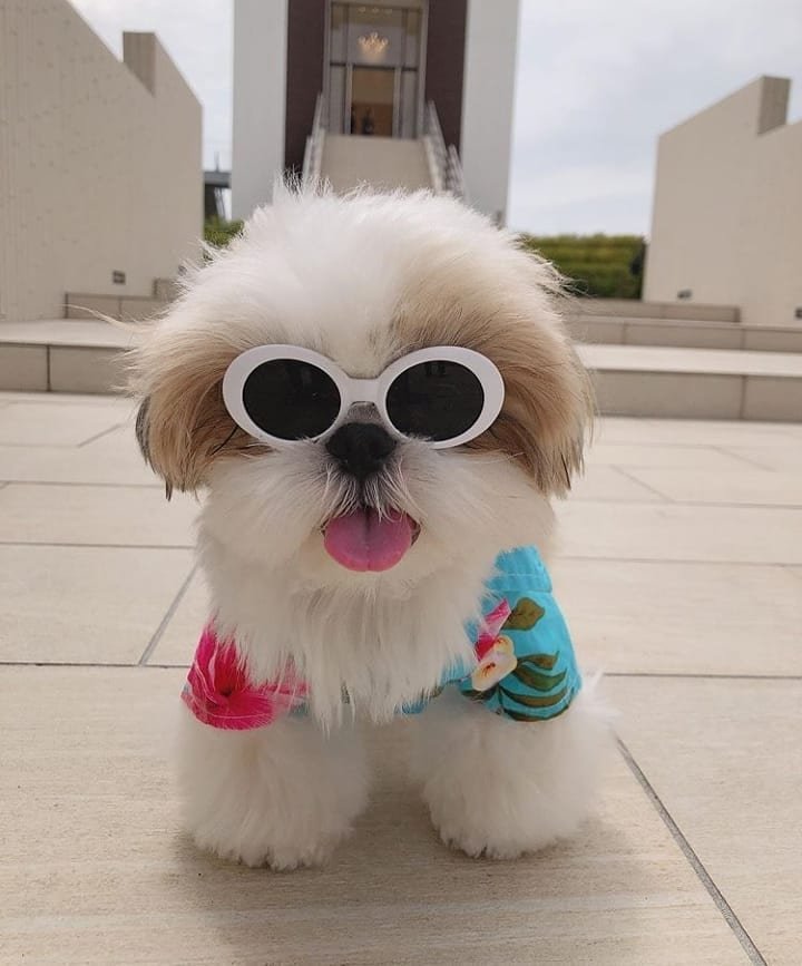 Cutest Shih Tzu being stylish wearing a sunglasses and floral outfit