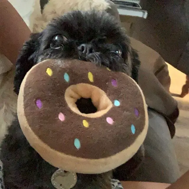 Cutest Shih Tzu eating a donut toy