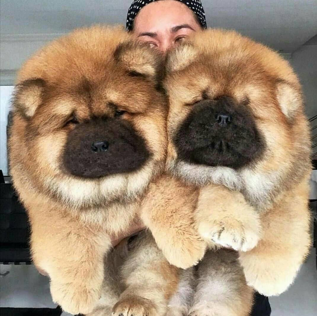 woman carrying two fluffy big Chow Chows