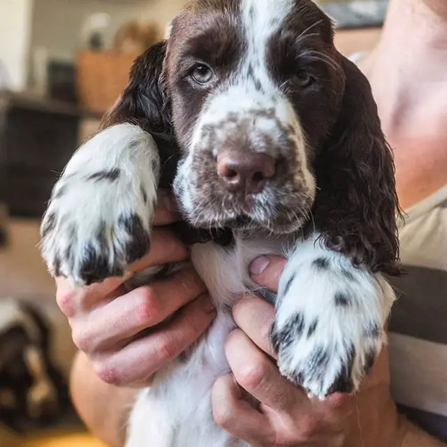 An English Springer Spaniel puppy being held by a woman
