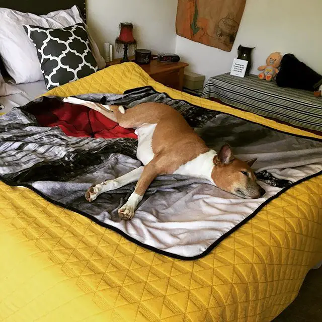 A Basenji sleeping soundly on the bed
