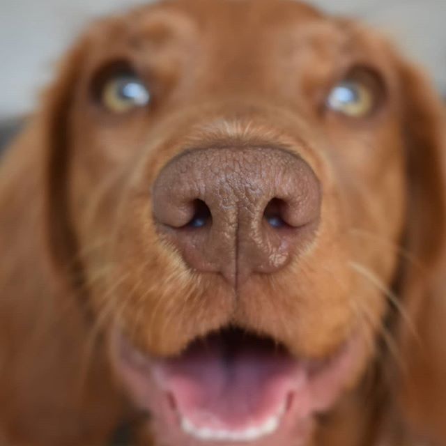close up smiling face of a Cocker Spaniel focusing on its nose while the rest of its face are slightly blurred