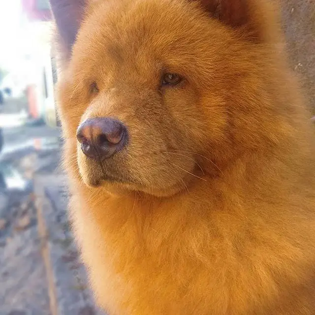 serious Chow Chow