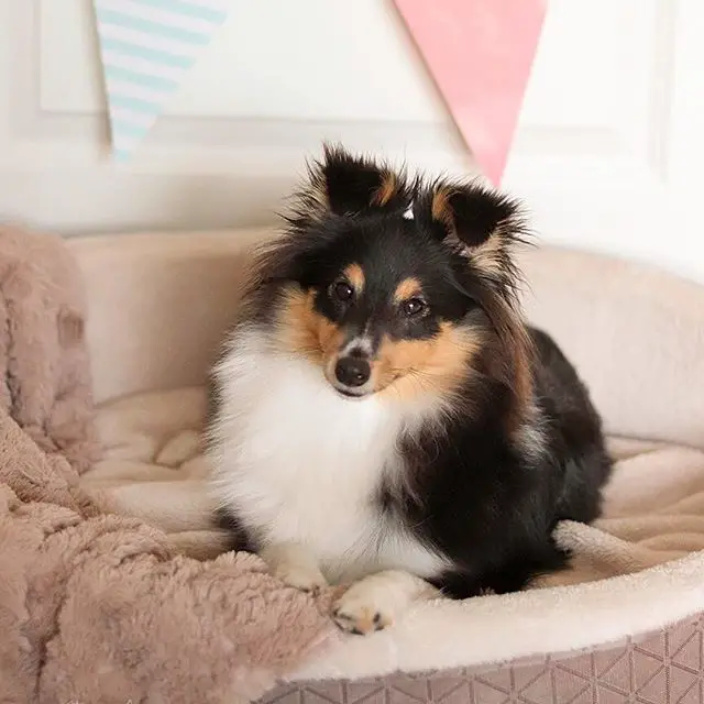 A Sheltie lying on its bed
