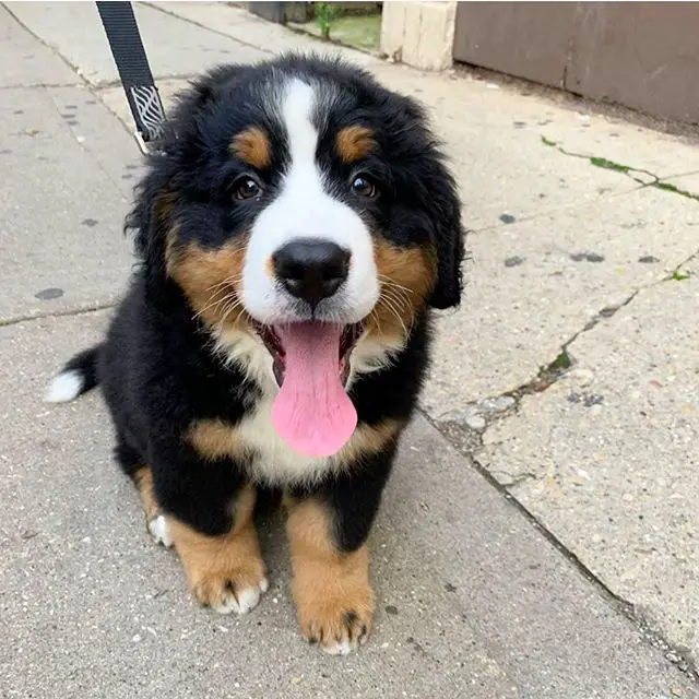 Bernese Mountain Dog taking a walk outdoors with its tongue sticking out