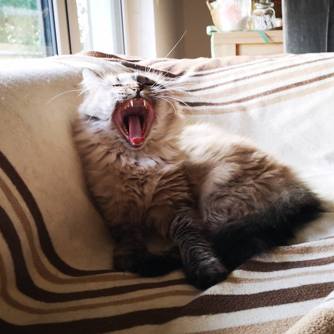 A Persian Cat sitting on the couch while yawning by the window