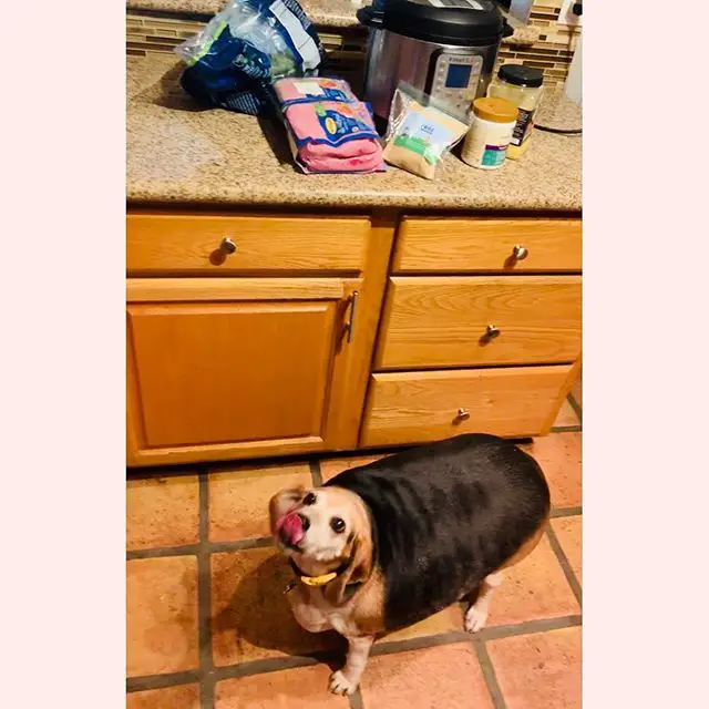 Beagle standing on the kitchen floor while looking up and licking its nose