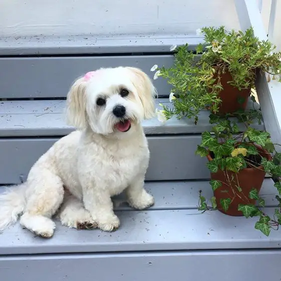 champagne and white fur colored Havanese Dog sitting on the stairs