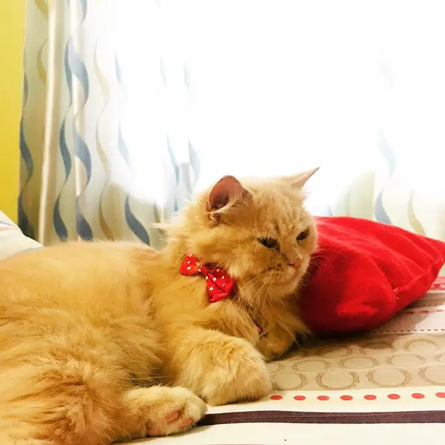 A Persian Cat with a bow tie around its neck while lying on its bed
