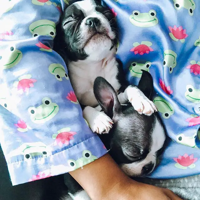 two Boston Terrier puppies sleeping in the arms of the person