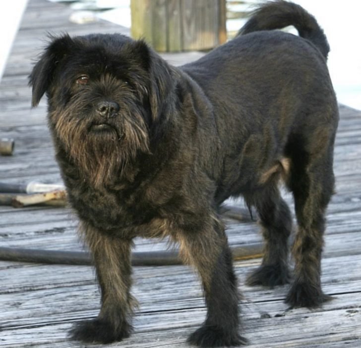 black Sharnauzer dog outdoors