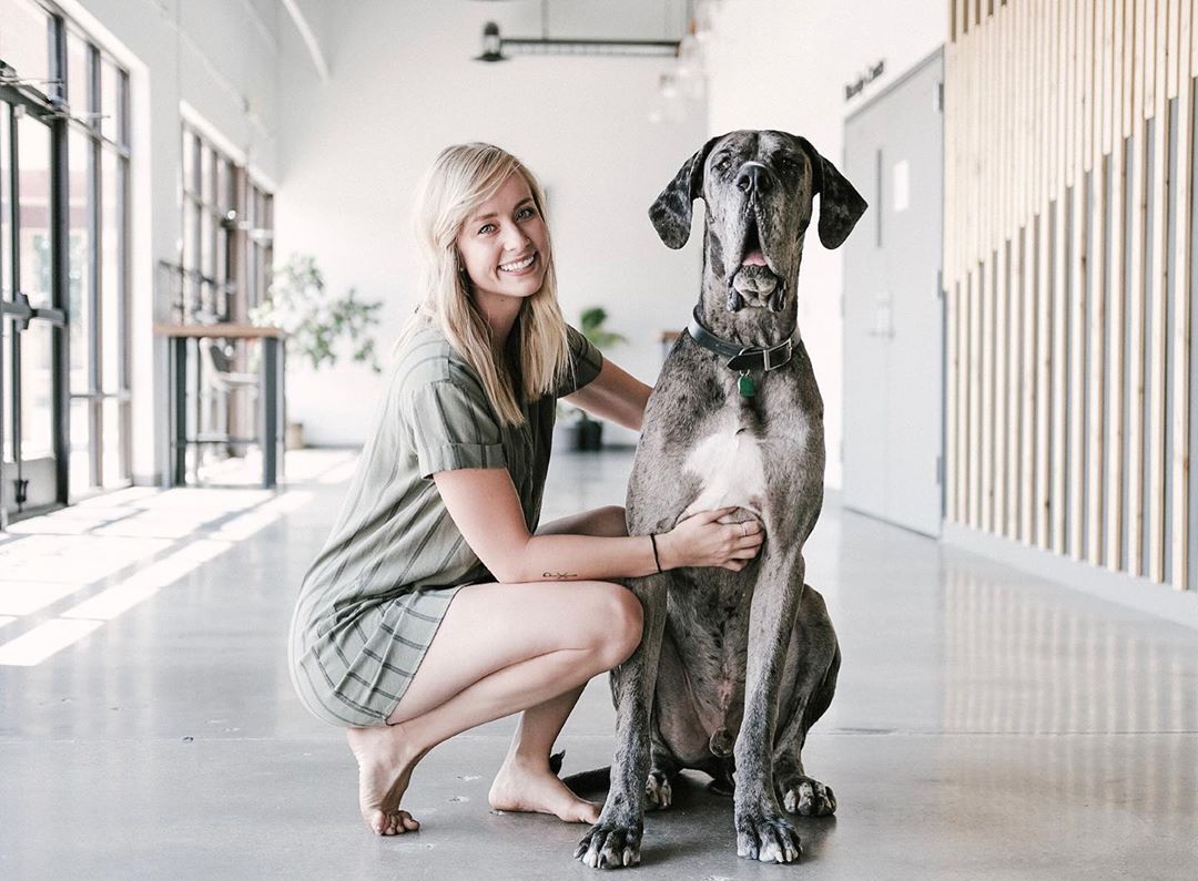A Great Dane sitting on the floor with a woman beside him