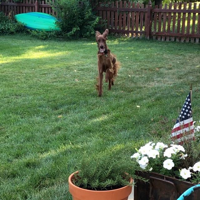 An Irish Setter running in the yard