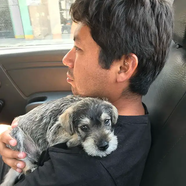 A man sitting in the backseat with a Schnauzer puppy over his shoulders