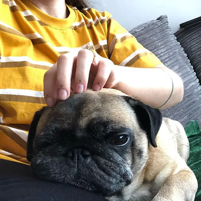 pug lying on the couch with its face on top of its owners lap